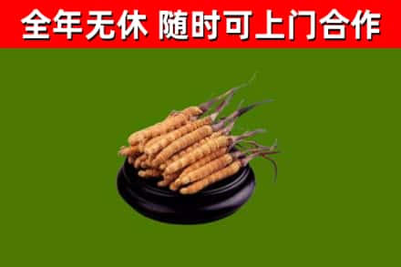 资中回收冬虫夏草